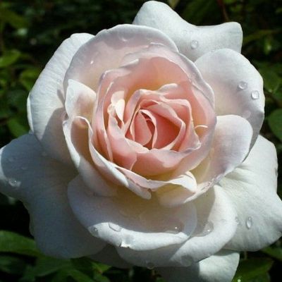 Роза Хельга Роза Хельга - Dolina-Sad.Ru