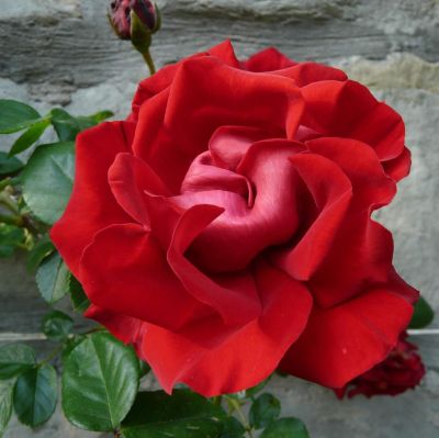 Роза Сантана в горшке - Dolina-Sad.Ru