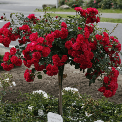 Роза штамбовая Прайд Роза штамбовая Прайд фото