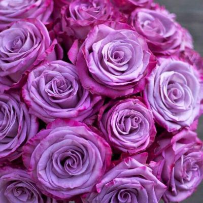 Роза Муди Блюз Роза Муди Блюз - Dolina-Sad.Ru