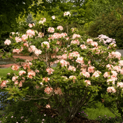 Рододендрон листопадный "Кеннонс Дабл" фото