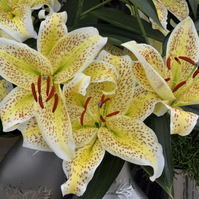 Лилия Тигермун - Dolina-Sad.Ru