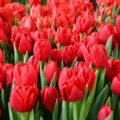 Тюльпан Ларго Тюльпан Ларго - Dolina-Sad.Ru