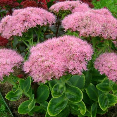 Седум видный Кармен , P9 Седум видный Кармен , P9 фото