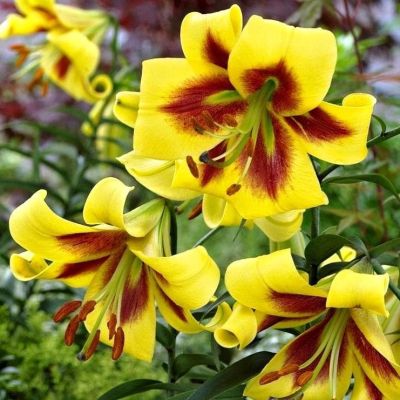 Лилия Роберт Свонсон Лилия Роберт Свонсон фото