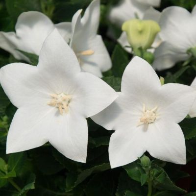 Платикодон Вайт фото