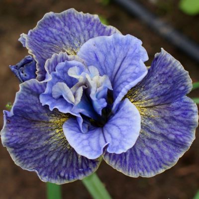 Ирис Магнетизм Ирис Магнетизм - Dolina-Sad.Ru