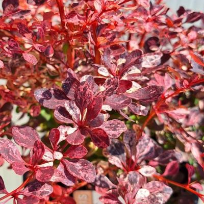 Барбарис Тунберга Фламинго, С2 Барбарис Тунберга Фламинго, С2 - Dolina-Sad.Ru