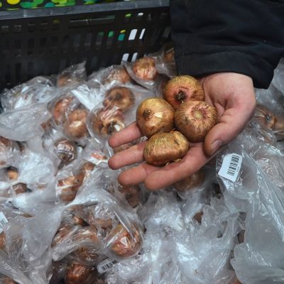 Гладиолус Золотой Колос Гладиолус Золотой Колос - Dolina-Sad.Ru