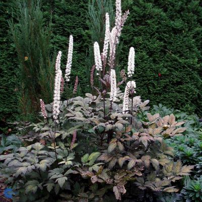 Воронец простой Брюннет Воронец простой Брюннет - Dolina-Sad.Ru