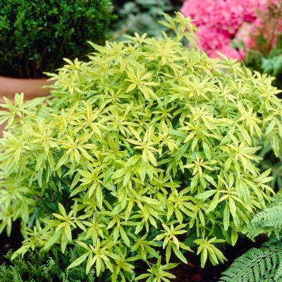 Шуазия троичатая Голдфингер - Dolina-Sad.Ru