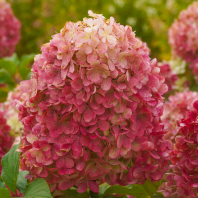 Гортензия метельчатая Краса Лесково, С2 - Dolina-Sad.Ru