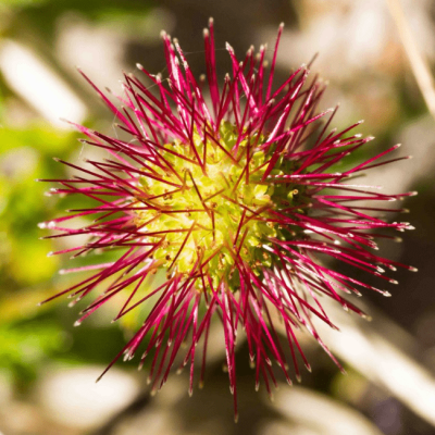 Ацена мелколистная P9 Ацена мелколистная P9 фото