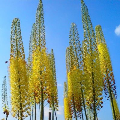 Эремурус Бунге Эремурус Бунге фото