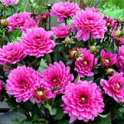 Георгина Мелоди Фанфар Георгина Мелоди Фанфар фото