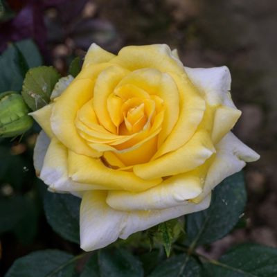 Роза Саммер Роза Саммер - Dolina-Sad.Ru