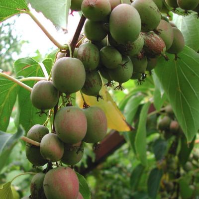 Актинидия Аргута Вейки Актинидия Аргута Вейки - Dolina-Sad.Ru