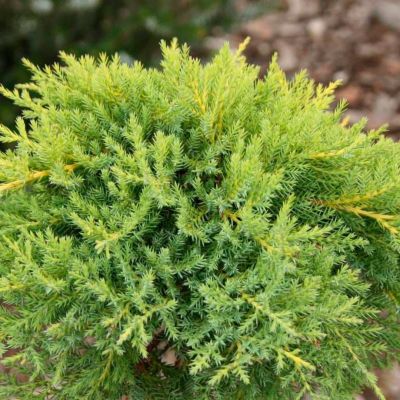 Можжевельник средний Голдкиссен, С3 - Dolina-Sad.Ru