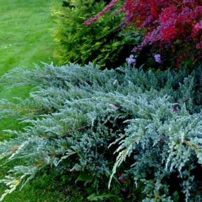 Можжевельник чешуйчатый Блю Компакт, С3 - Dolina-Sad.Ru